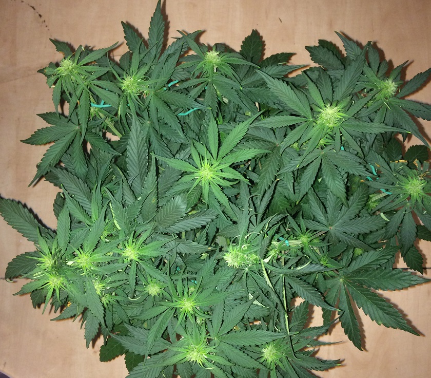 Day 33 Plant 1-1.jpg