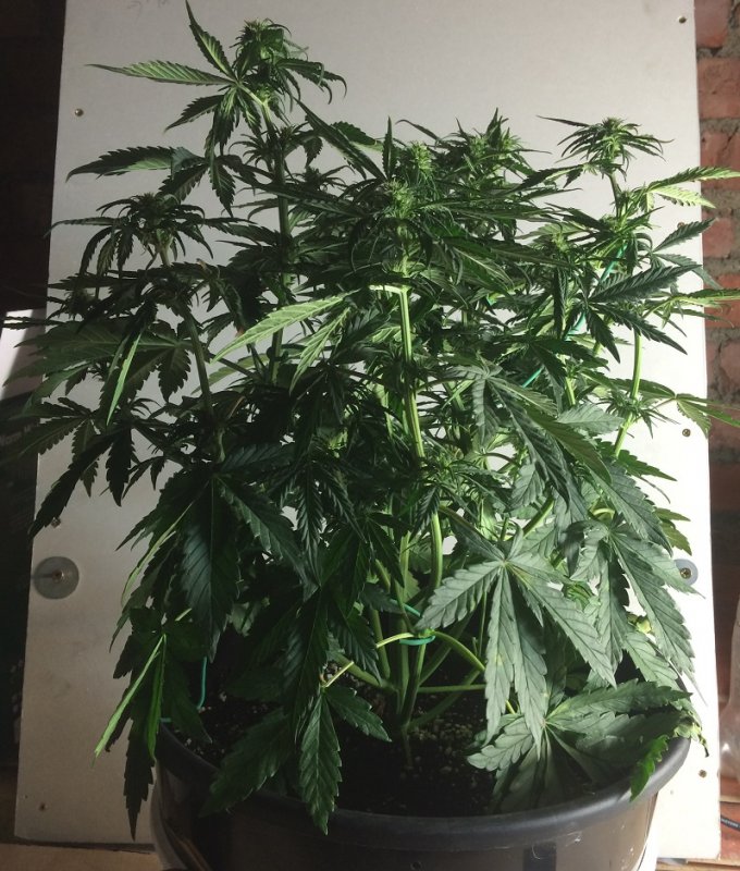 Day 33 Plant 1-2.jpg