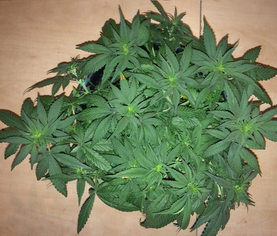 Day 33 Plant 2-1.jpg