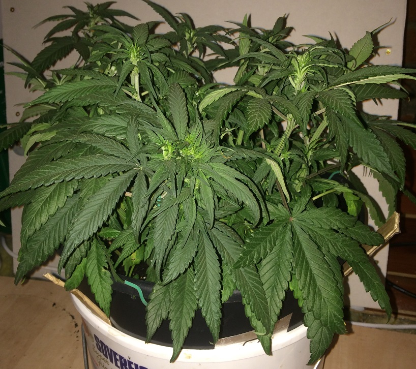 Day 33 Plant 2-2.jpg