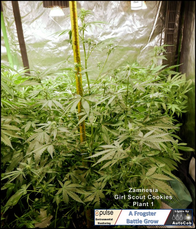 Day 34 Plant 1.jpg