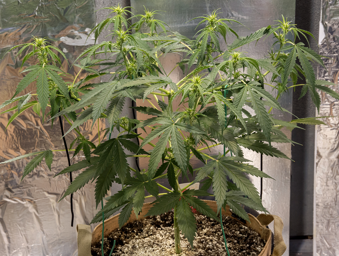 Day 35 Amnesia Auto 12 Aug.jpg