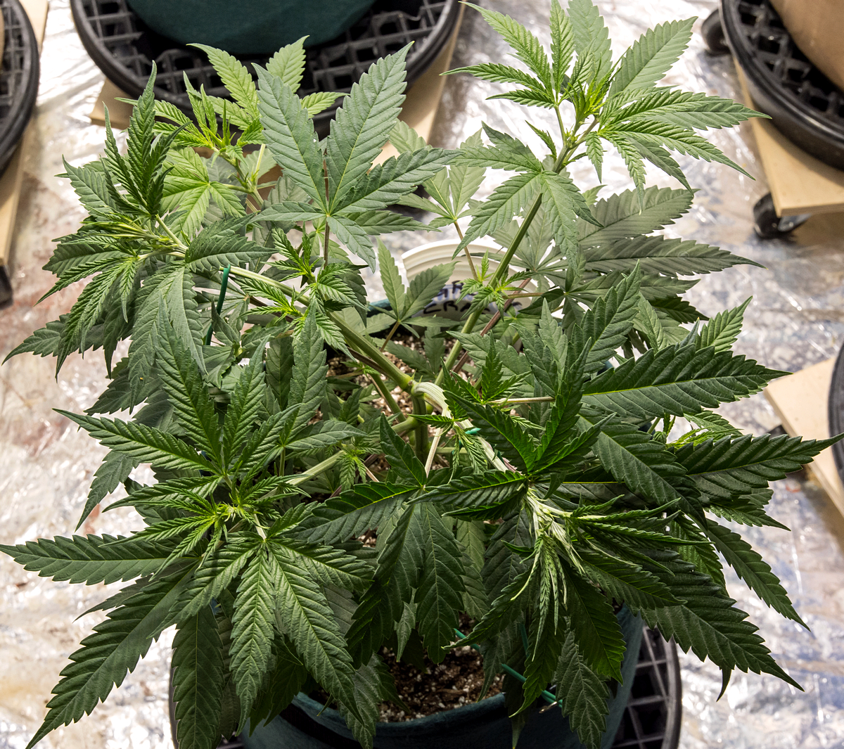 Day 37 Green Crack 14 Aug.jpg