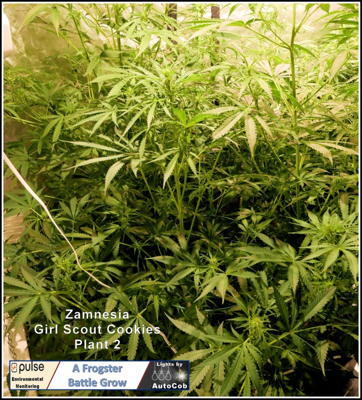 Day 37 Plant 2.jpg