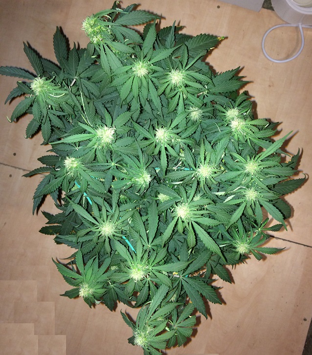 Day 38 Plant 1-1.jpg