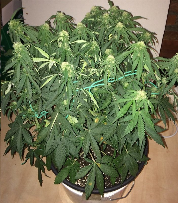 Day 38 Plant 1-2.jpg