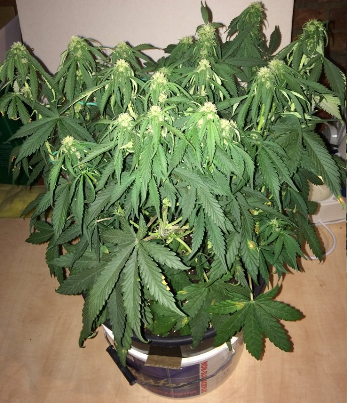 Day 38 Plant 1-3.jpg