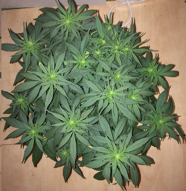 Day 38 Plant 2-1.jpg