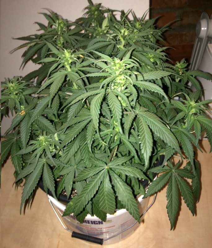 Day 38 Plant 2-2.jpg