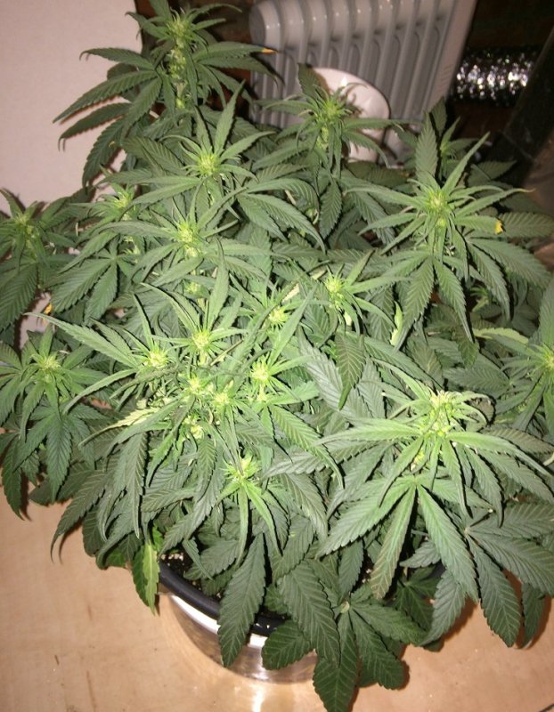 Day 38 Plant 2-3.jpg