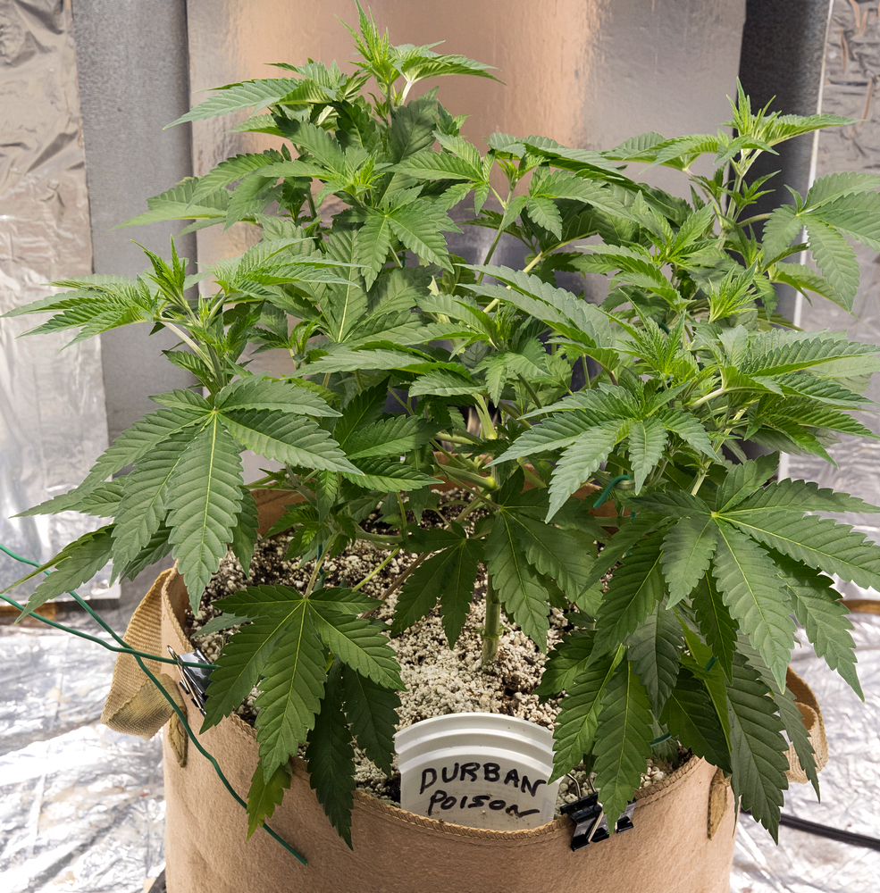 Day 40 Durban Poison 17 Aug.jpg