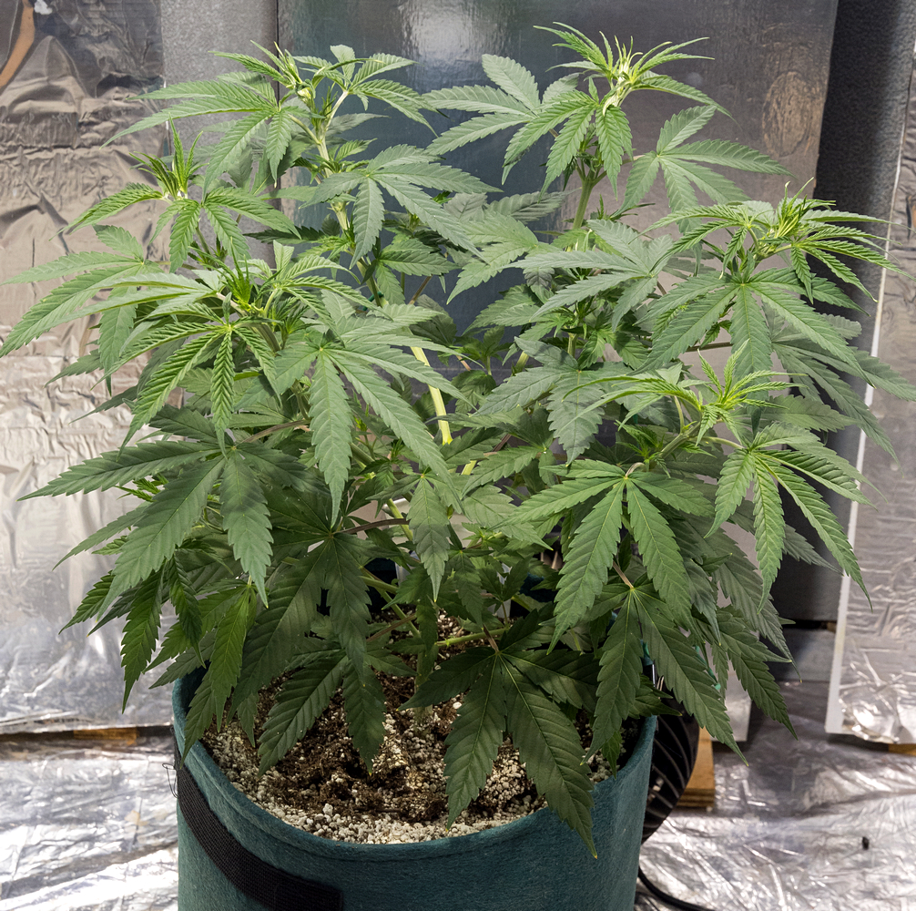 Day 40 Green Crack 17 Aug.jpg