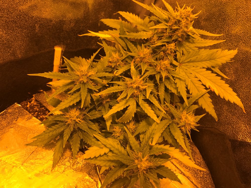 Day 40 GSC (2).JPG