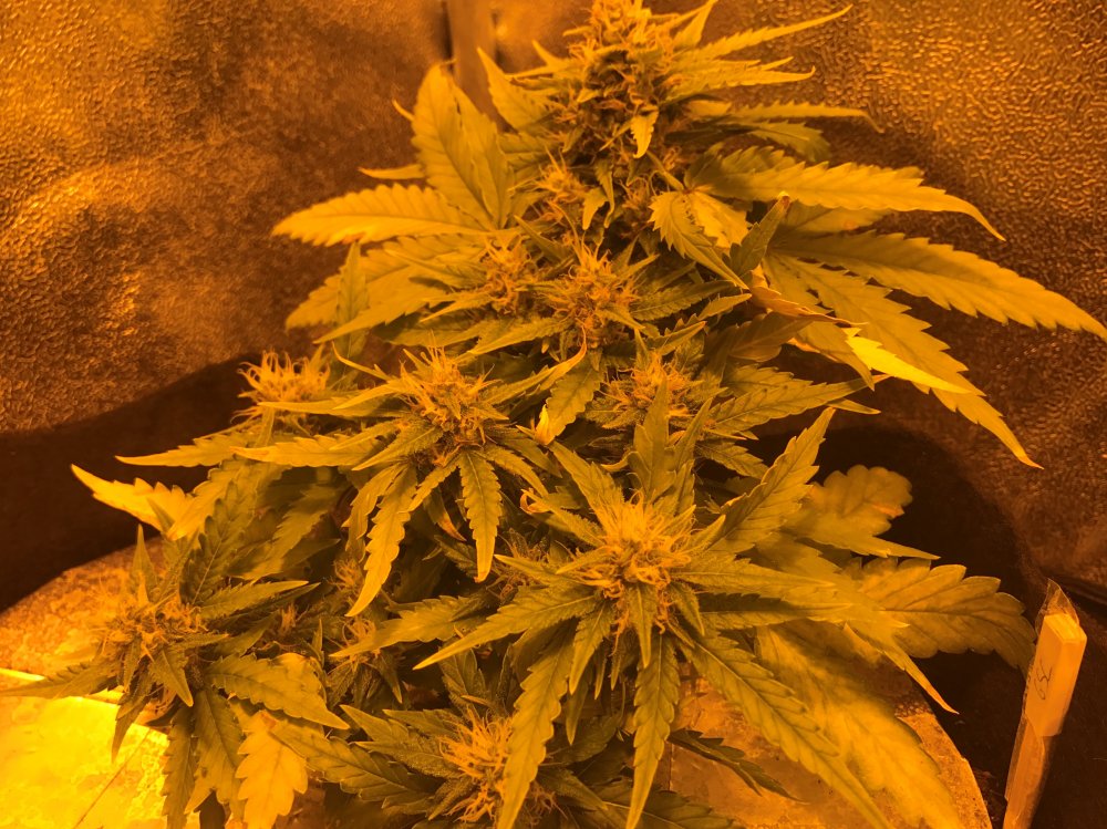 Day 40 GSC (4).JPG