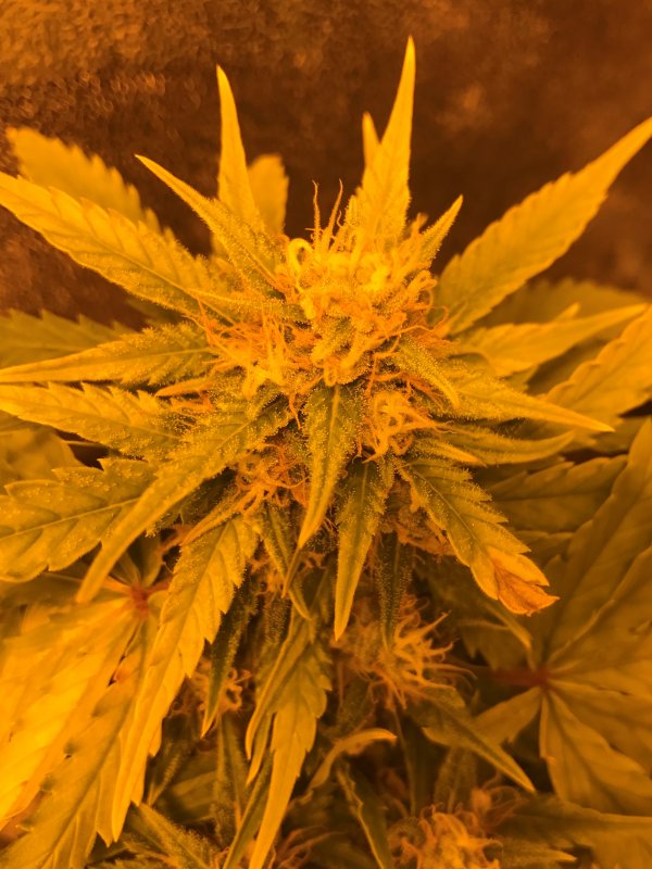 Day 40 GSC (5).JPG