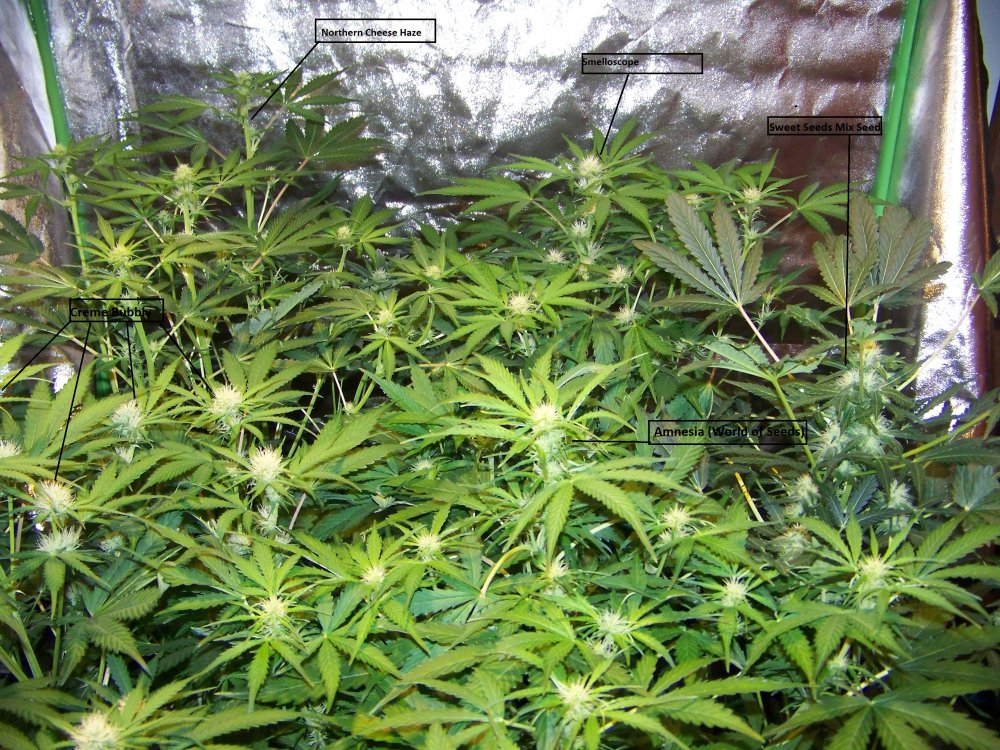 Day 40 Sativa garden.jpg