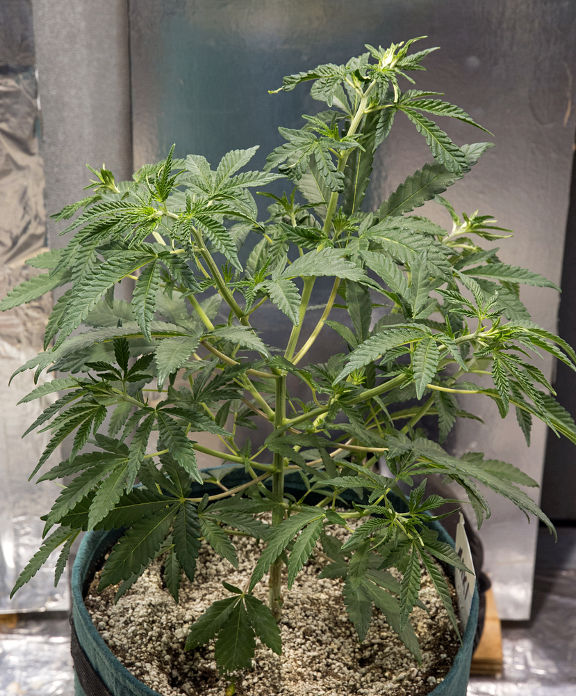 Day 40 Small Green Crack 17 Aug.jpg