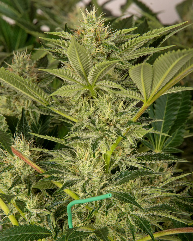 Day 41  Durban Poison bud 3 Oct.jpg