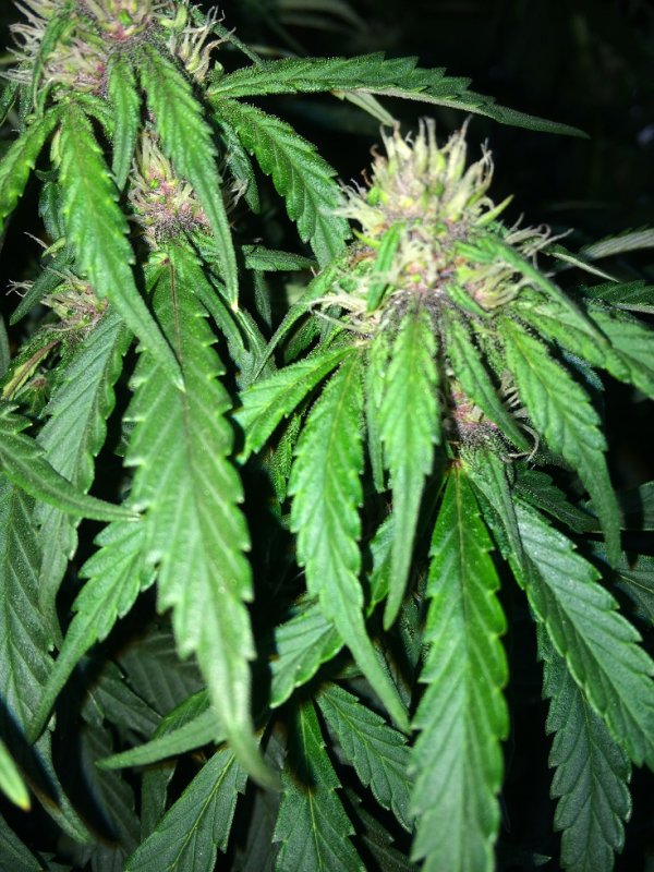 Day 43 Plant 1-1.jpg