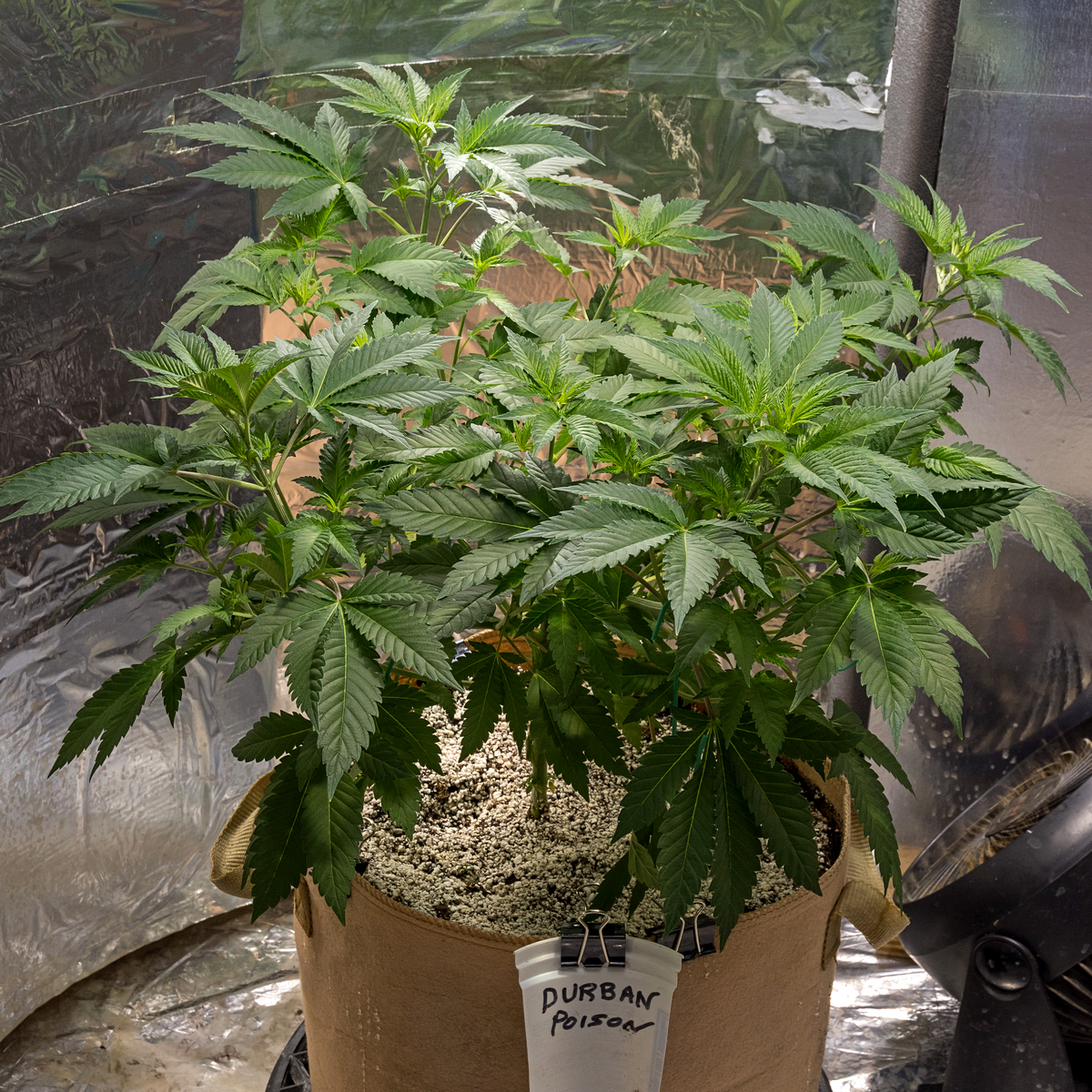 Day 44 Durban Poison 21 Aug.jpg