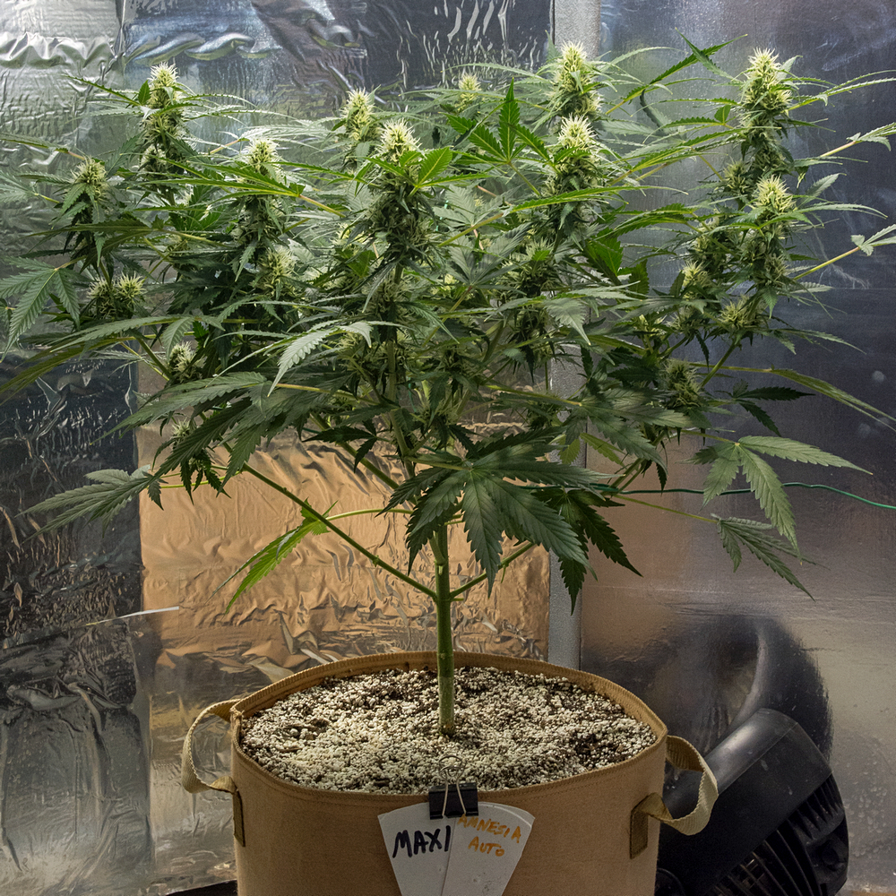 Day 47  Amnesia Auto 24 Aug.jpg