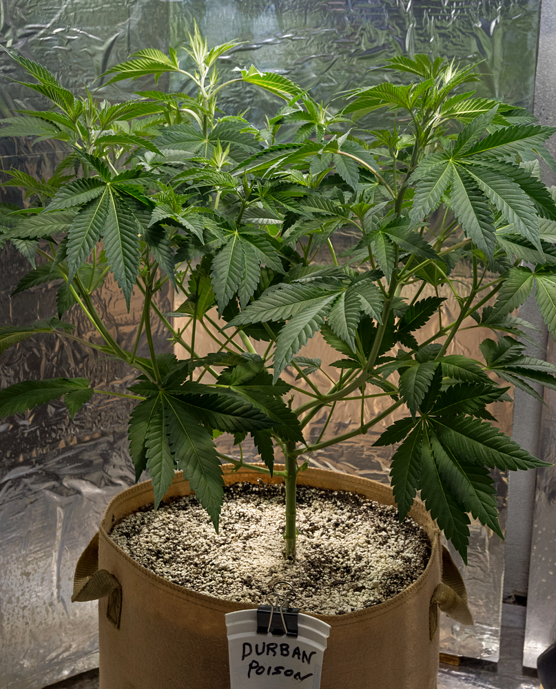 Day 47 Durban Poison 24 Aug.jpg