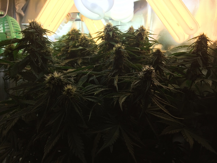 Day 47 - Grow Room 02.jpg