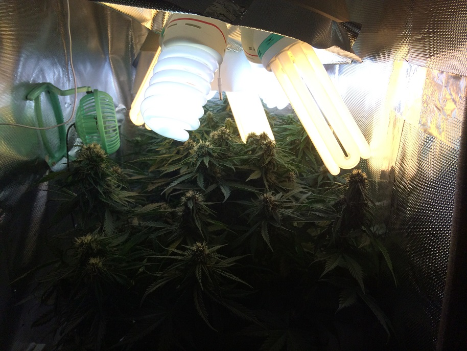 Day 47 - Grow Room 03.jpg