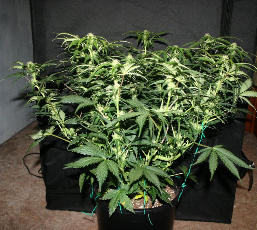 Day-47-white-widow.jpg