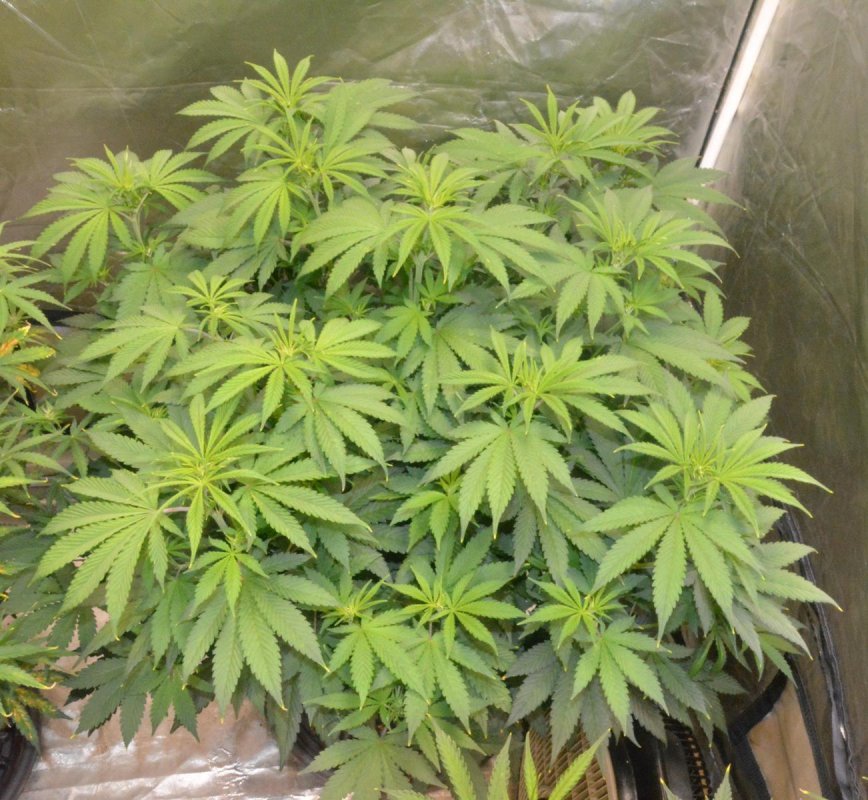 day 48 BA 1.JPG