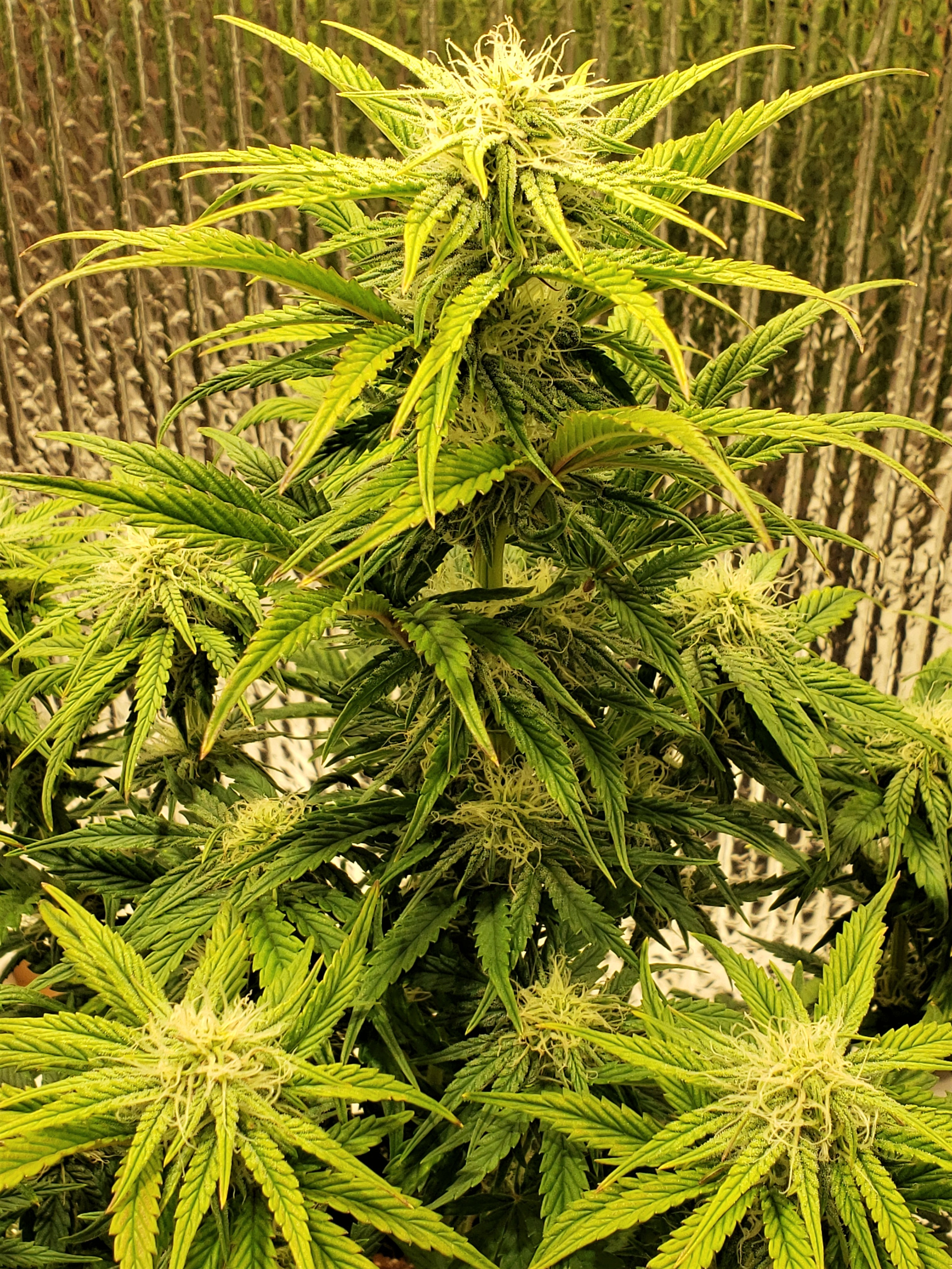 Day 49 - Grape Slurricane - (3).jpg