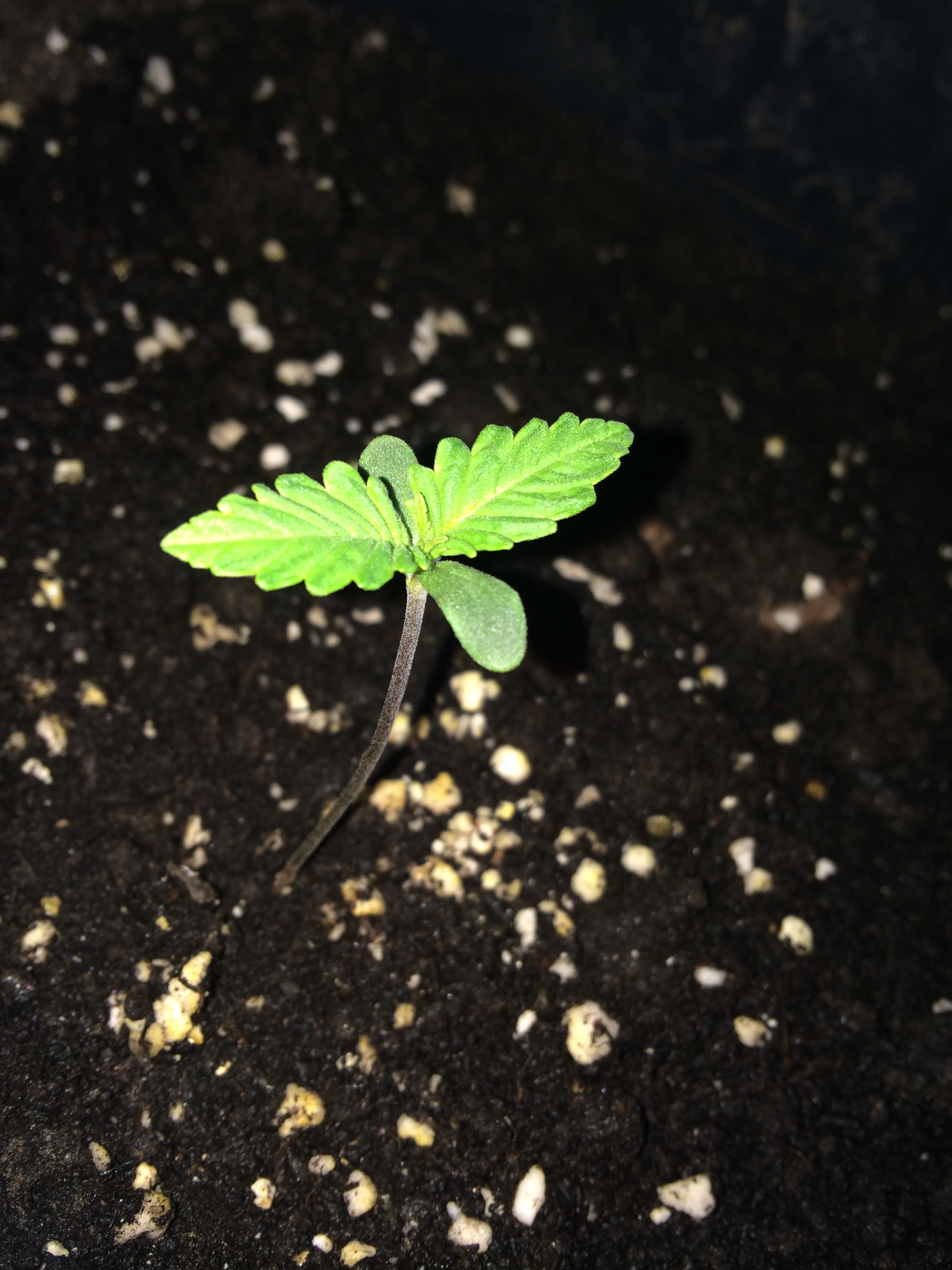 Day 5 - Plant 1-1.jpg