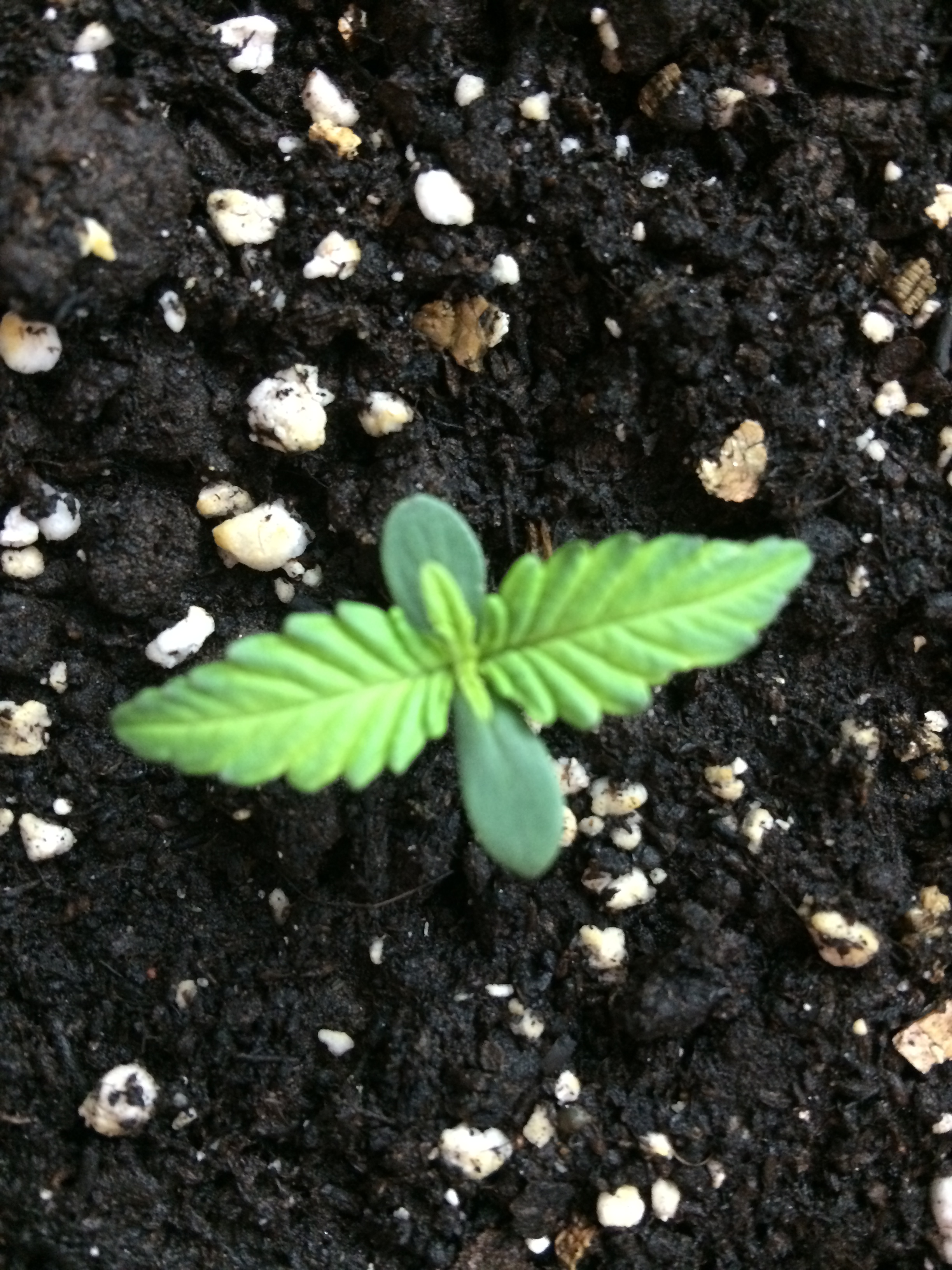 Day 5 Plant 2-2.jpg