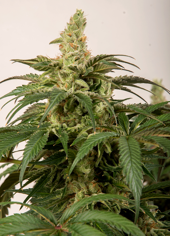 Day 50 Lambs Bread bud 13 Oct.jpg