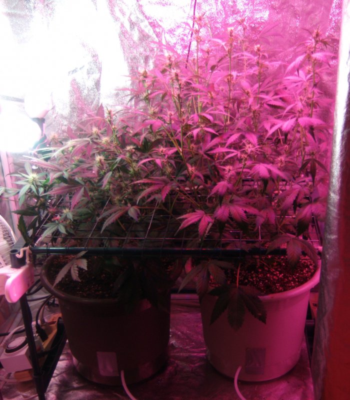 Day 50f.JPG