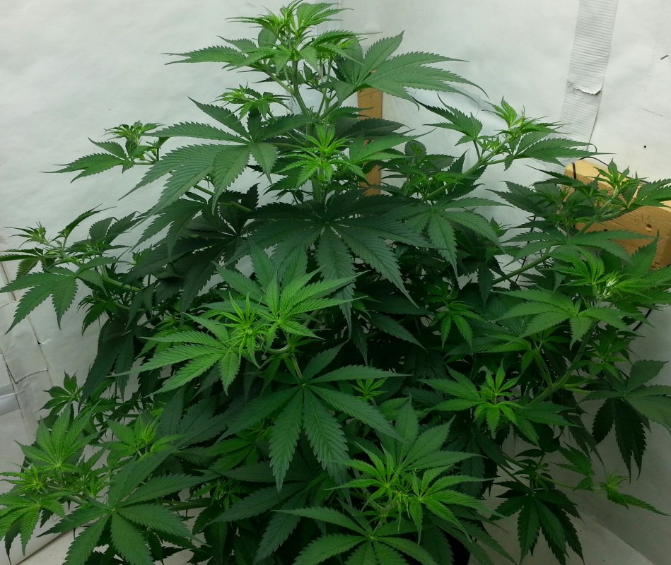 Day 55 cbd skunk haze.jpg