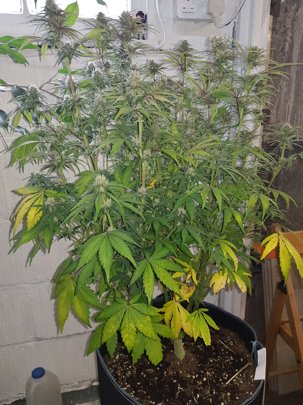 day 56 before defoliation.jpg