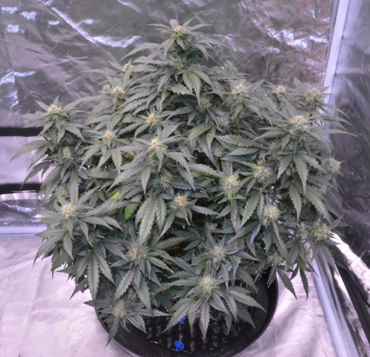 Day 59 Nugz 1.JPG