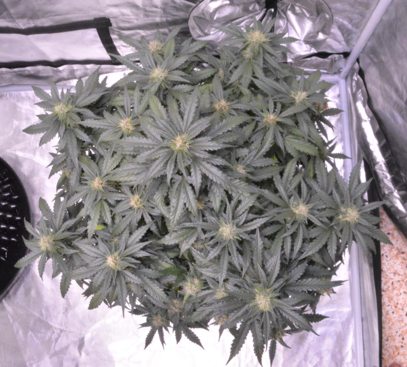 Day 59 Nugz 4.JPG