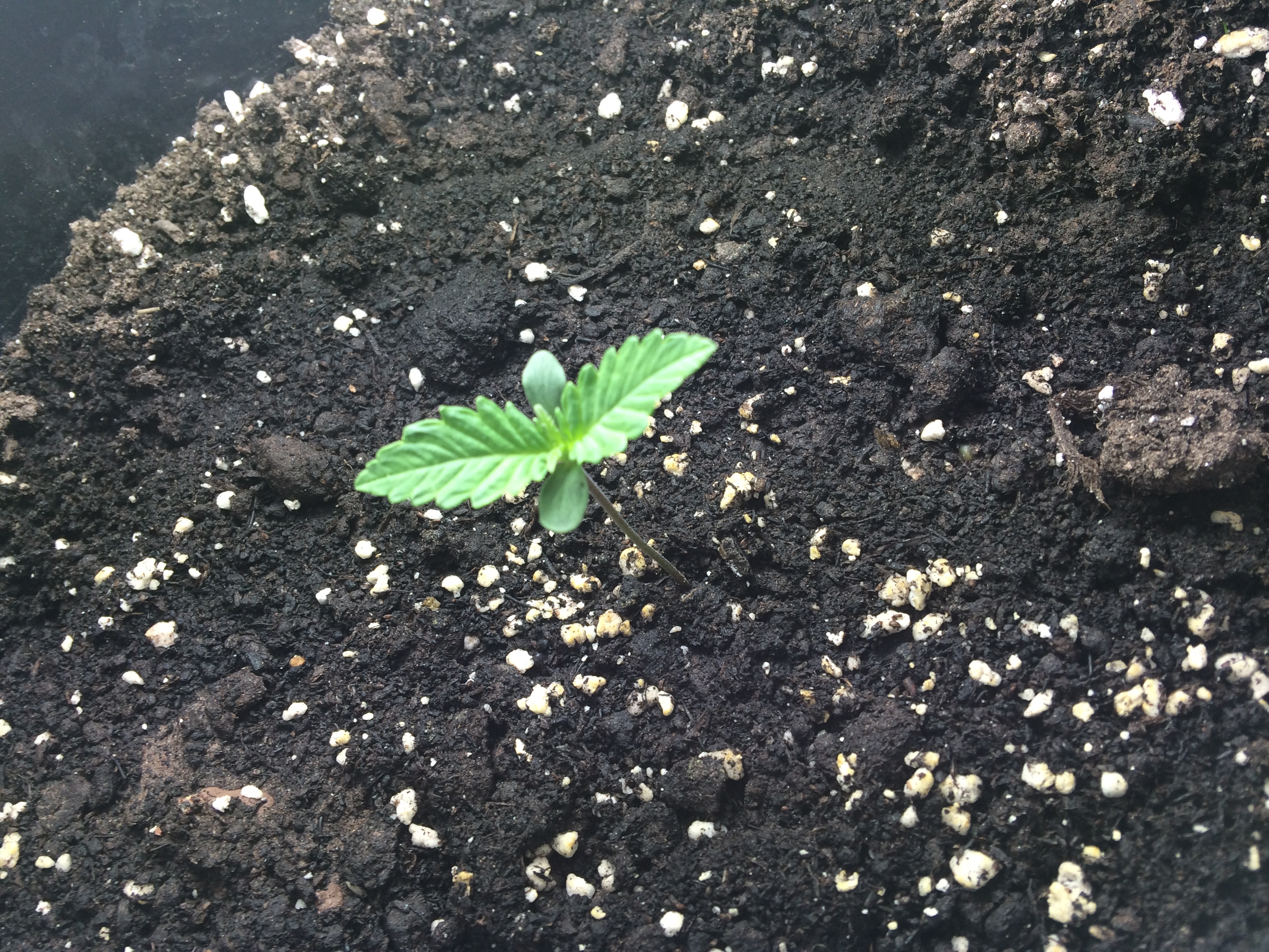 Day 6 Plant 1-1.jpg