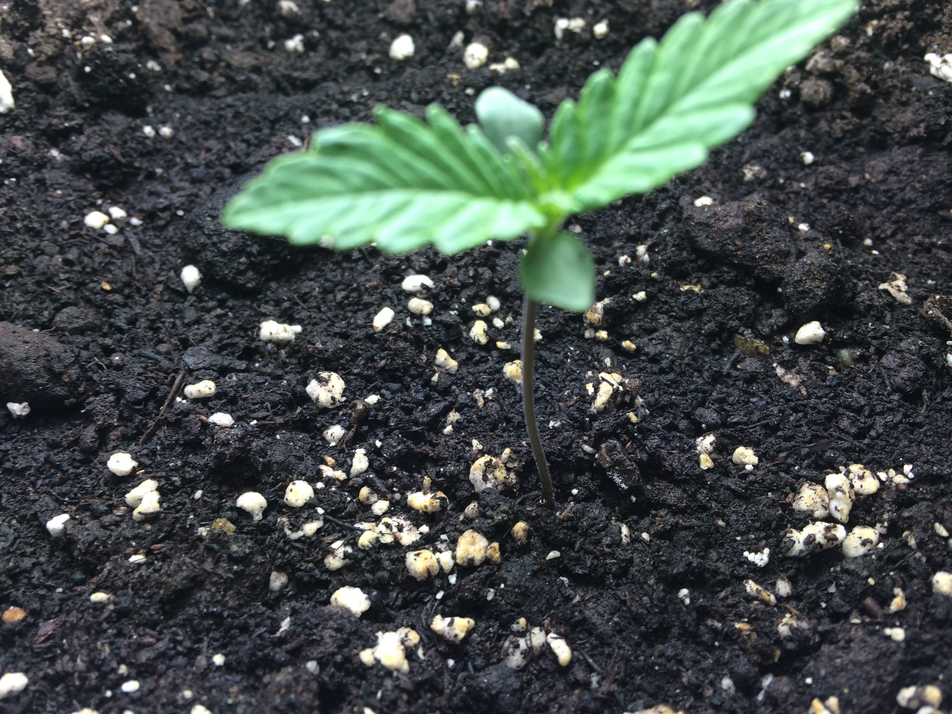 Day 6 Plant 1-2.jpg