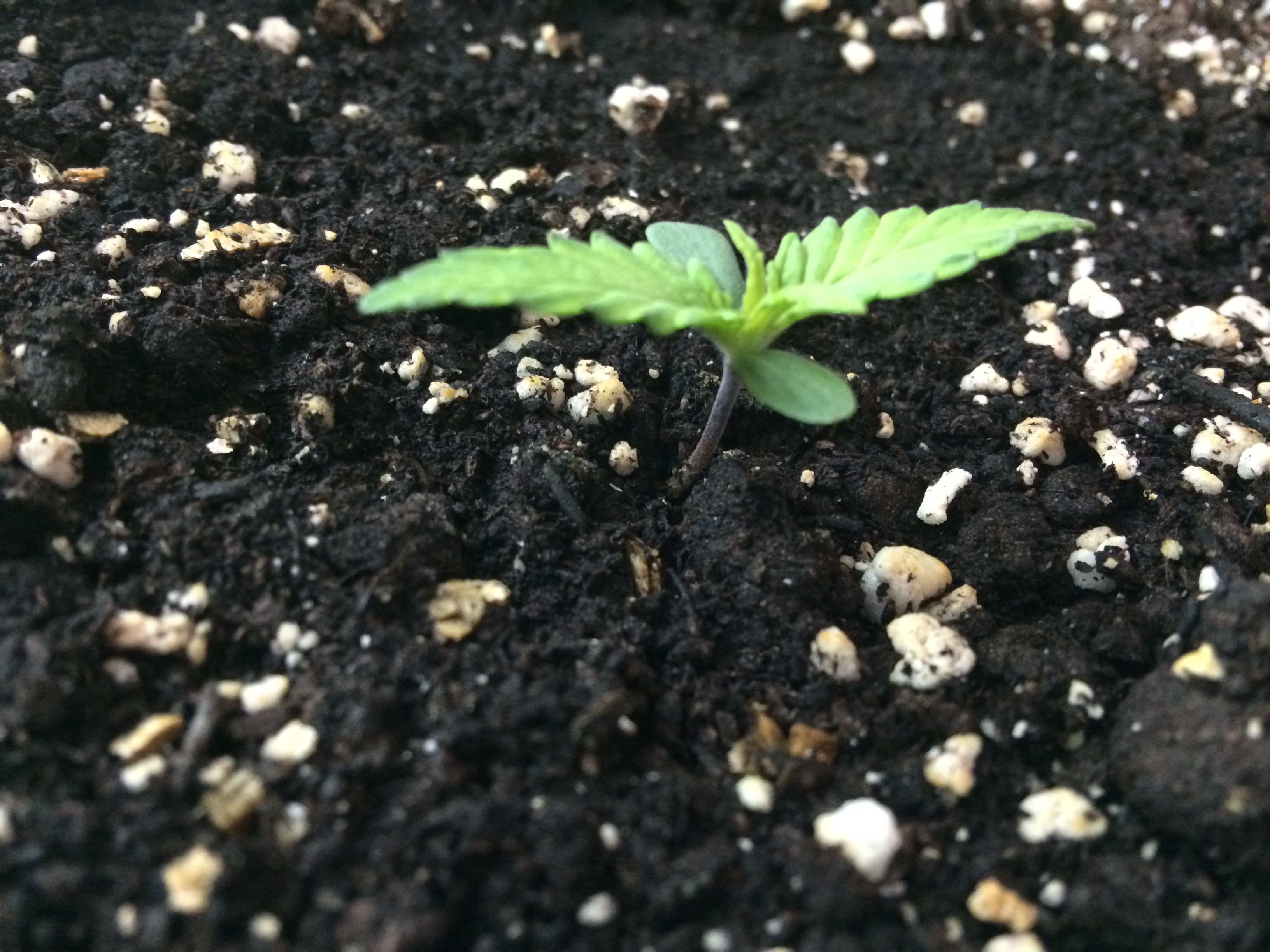 Day 6 Plant 2-1.jpg