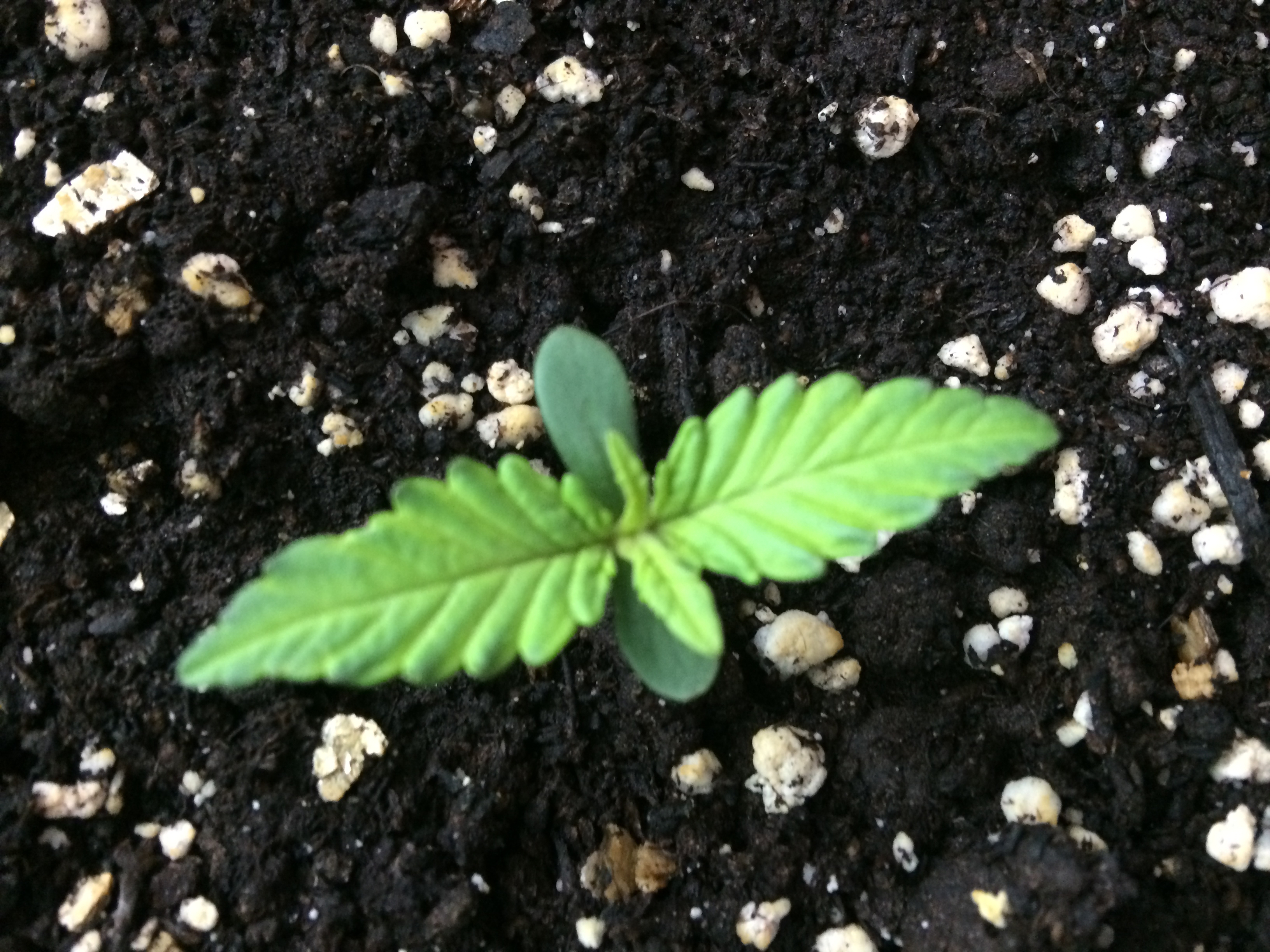 Day 6 Plant 2-2.jpg