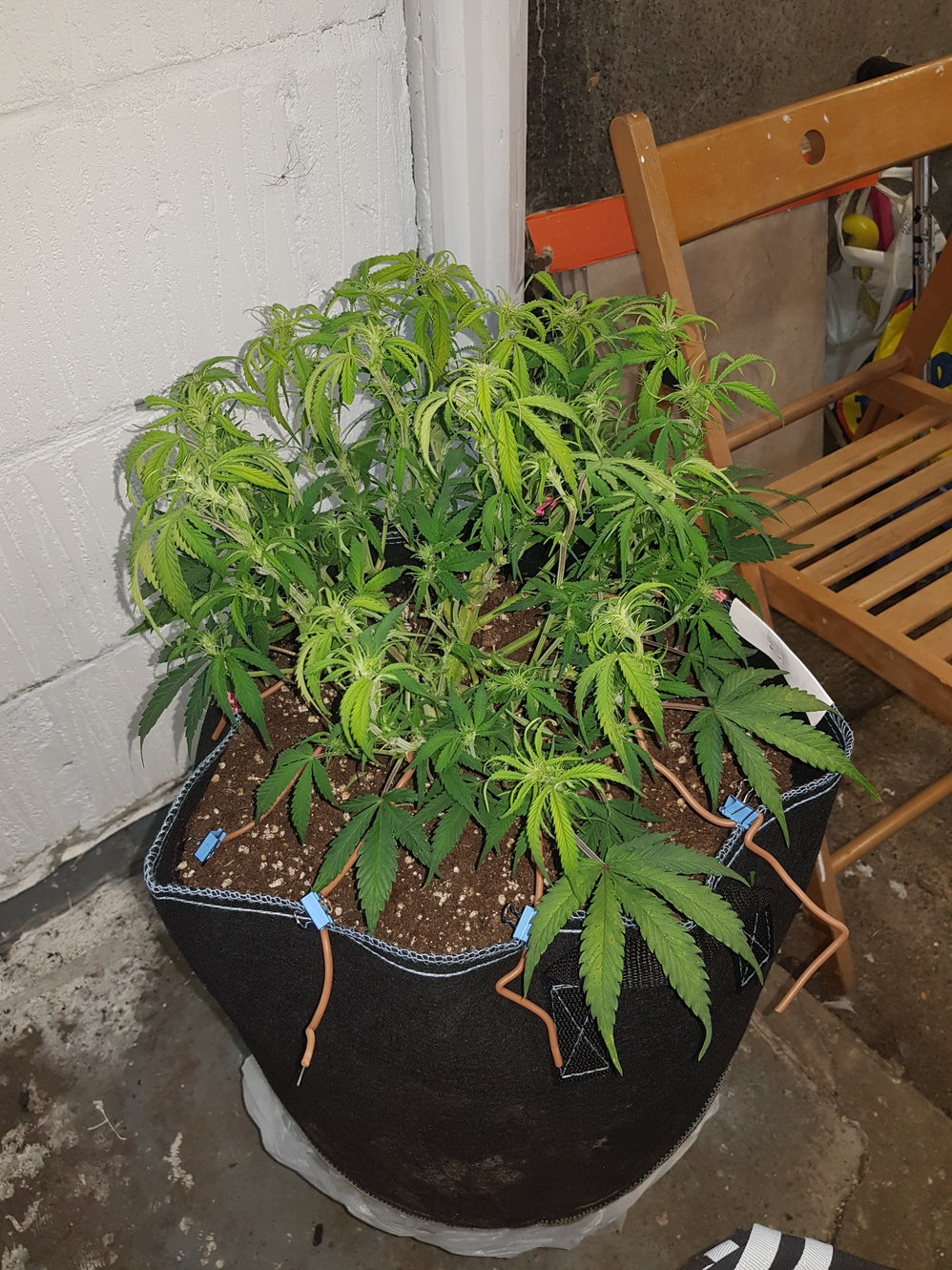 day 60 after defoliation.jpg