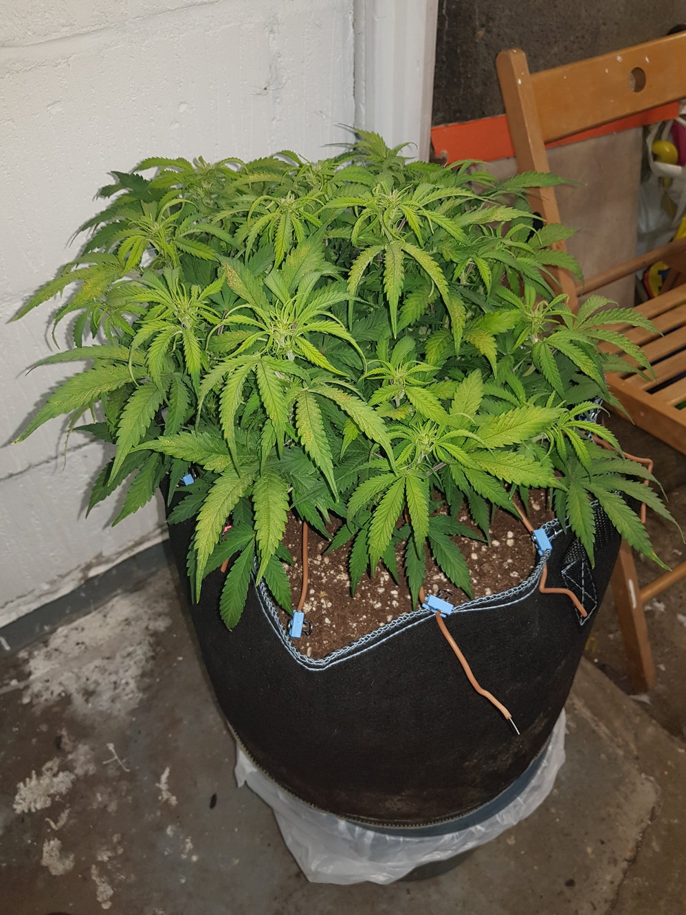 day 60 before defoliation.jpg