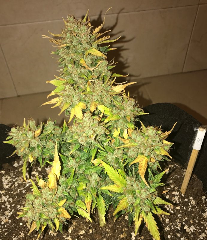 Day 62 GSC.JPG