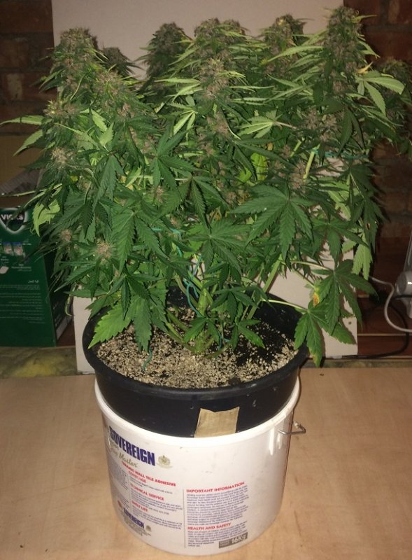 Day 66 Plant 1-2.jpg