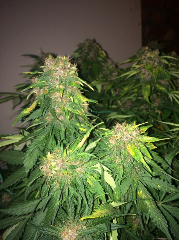 Day 66 Plant 1-3.jpg