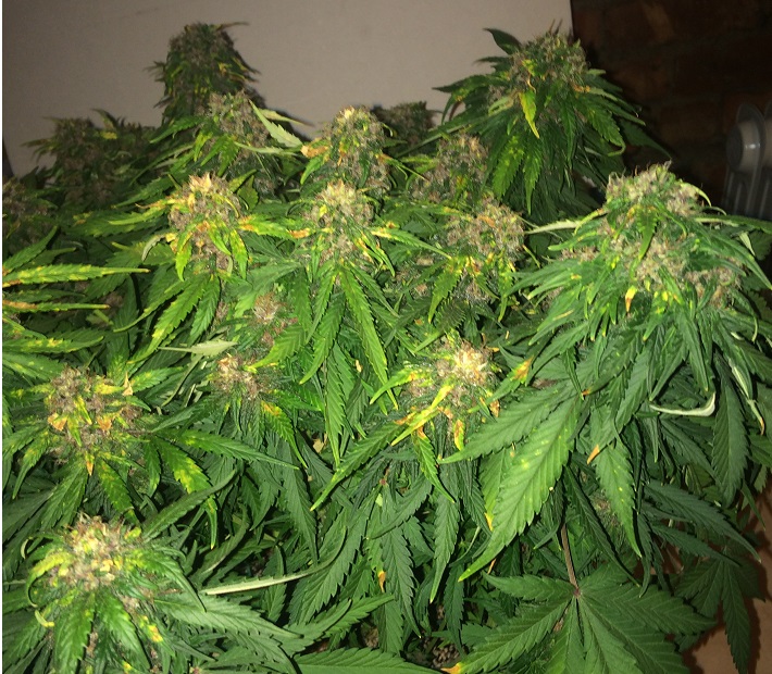 Day 66 Plant 1-4.jpg