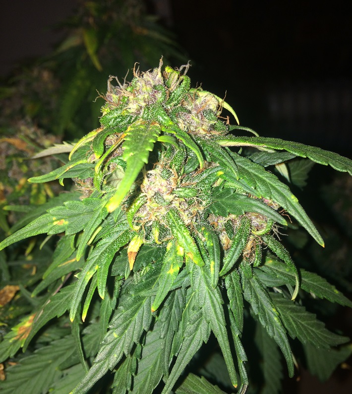 Day 66 Plant 1-5.jpg